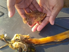 Lobotes pacifica
