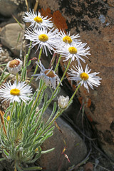 Erigeron concinnus concinnus