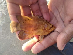 Lobotes pacifica