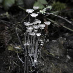 Coprinopsis stercorea