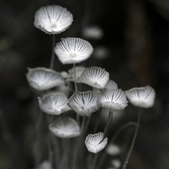 Coprinopsis stercorea
