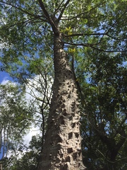 Ceiba schottii