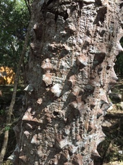 Ceiba schottii