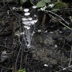 Coprinopsis stercorea