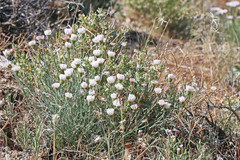 Erigeron pulcherrimus