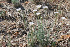Erigeron pulcherrimus