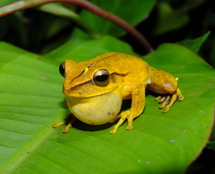 Boana multifasciata