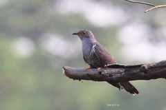 Himalayan Cuckoo photo 3