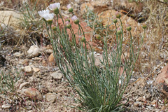 Erigeron pulcherrimus