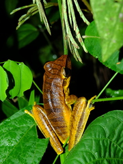 Boana multifasciata