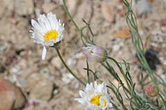 Erigeron pulcherrimus