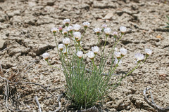 Erigeron pulcherrimus