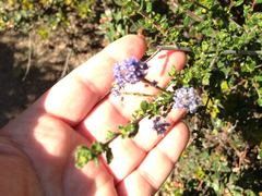 Ceanothus dentatus