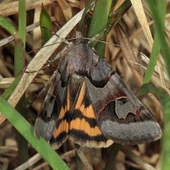 Drasteria occulta