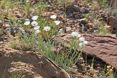 Erigeron pulcherrimus