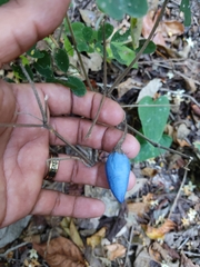 Lycianthes acapulcensis