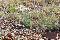 Erigeron pulcherrimus