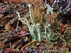 Cladonia sulphurina