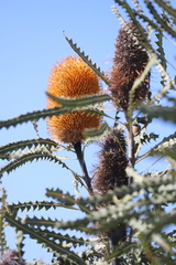 Banksia ashbyi
