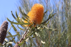 Banksia ashbyi