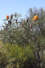 Banksia ashbyi