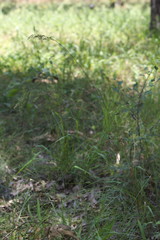 Festuca paradoxa