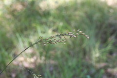 Festuca paradoxa
