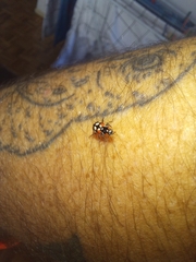 Eriopis connexa