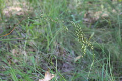 Festuca paradoxa
