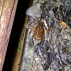 Limnonectes leporinus