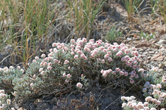 Eriogonum bicolor