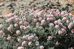 Eriogonum bicolor
