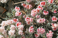 Eriogonum bicolor