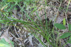Festuca paradoxa