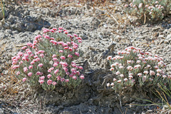 Eriogonum bicolor