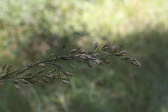 Festuca paradoxa