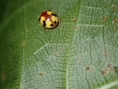 Amida tricolor