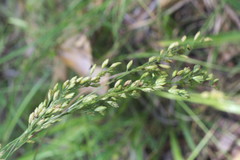 Festuca paradoxa