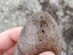 Sclerodactyla briareus