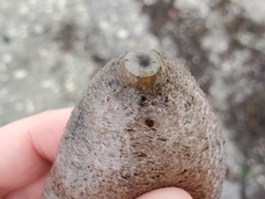 Sclerodactyla briareus