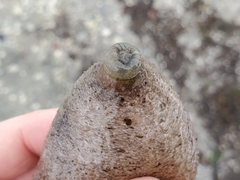 Sclerodactyla briareus