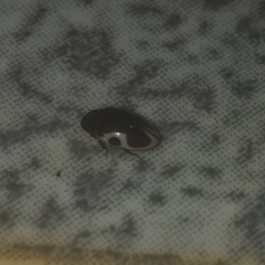 Chelonarium ornatum