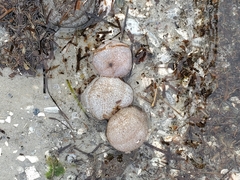 Sclerodactyla briareus
