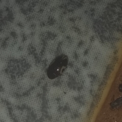 Chelonarium ornatum