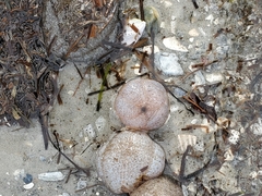 Sclerodactyla briareus