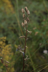 Delphinium laxiflorum