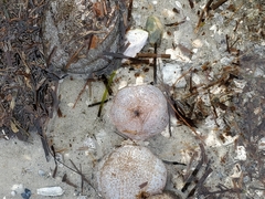 Sclerodactyla briareus