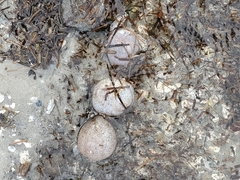 Sclerodactyla briareus