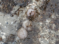 Sclerodactyla briareus