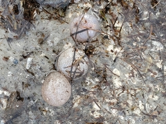 Sclerodactyla briareus